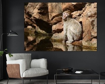 Barbary ape at rock