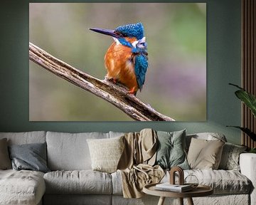IJsvogel in de wind
