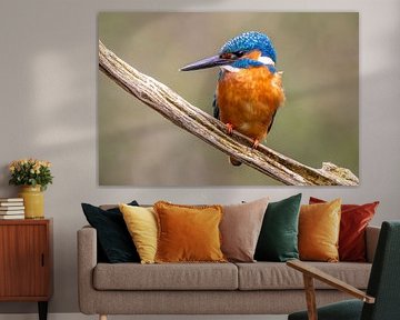 IJsvogel