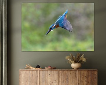 Kingfisher in a dive