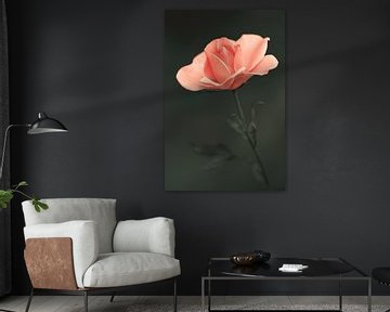 Een bloeiende roze roos met een vintage look. van Marga Vroom