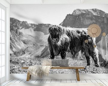 Hooglanders in de Dolomieten van Stefan Wanning