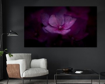 Macrofoto van een paarse Hortensia van Jenco van Zalk
