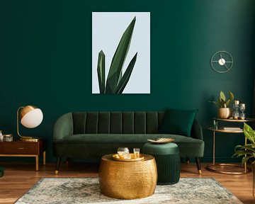 Sansevieria Minimalist Abstract Low Poly