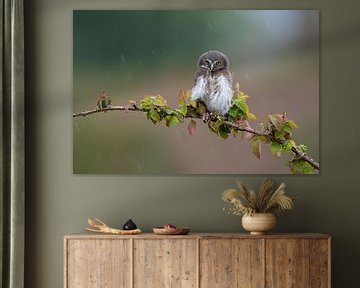 Dwarf owl in the rain
