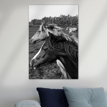 Les chevaux sur l'ijsel