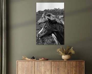 Les chevaux sur l'ijsel
