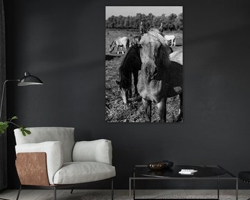 Les chevaux sur l'ijsel