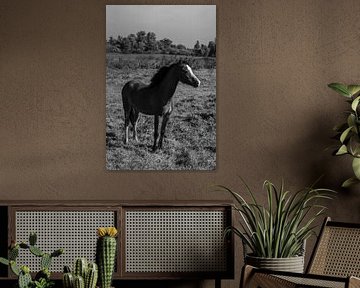 Les chevaux sur l'ijsel