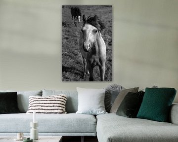 Les chevaux sur l'ijsel