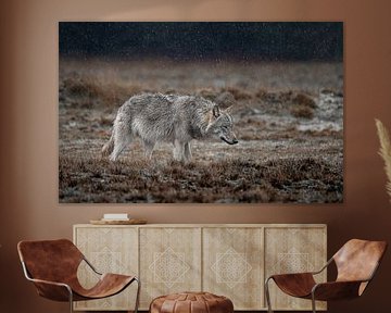 Wolf auf der Veluwe
