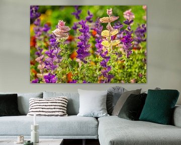 Zomerse kleuren van de Salvia
