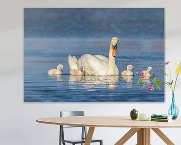 Familie Zwaan
