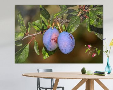 Servië : Pruimen van Photoart-Naegele