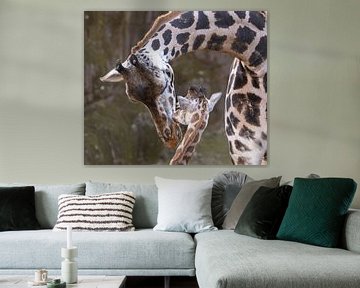 Maternal Love: An Intimate Moment between Giraffes by Triki Photography