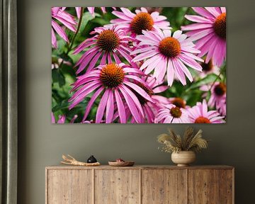 Echinacea with bumblebee by Luis Emilio Villegas Amador