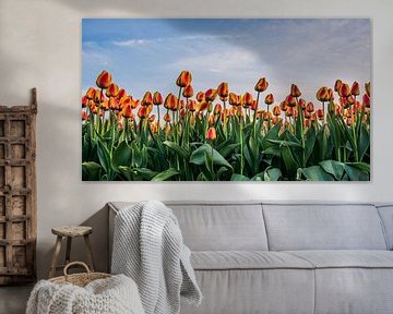 tulpen bij ondergaande zon 01 by Arjen Schippers