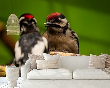 Twee Grote Bondte Spechten