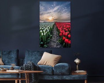tulpen bij ondergaande zon 04 by Arjen Schippers