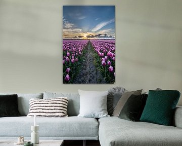 tulpen bij ondergaande zon 05