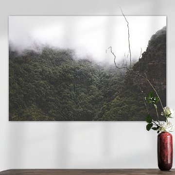 Cloud forest in La Palma, Spain