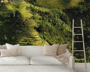 Rice fields, Sapa, Vietnam by Simone Diederich