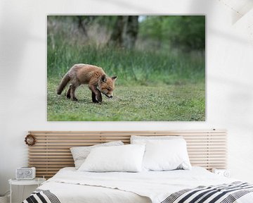Jungfuchs (Jungtier) in den Amsterdamer Wasserleitungsdünen