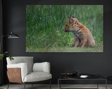 Jungfuchs (Jungtier) in den Amsterdamer Wasserleitungsdünen