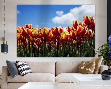 Hollands tulpenveld sur Saskia Bon