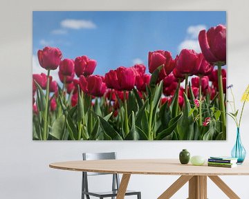 Hollandse tulpen by Saskia Bon