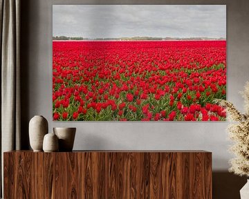 Rode tulpen van Tonko Oosterink