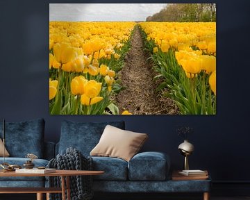 Tulips in the Dutch Noordoostpolder sur Tonko Oosterink