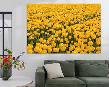 Gele tulpen van Tonko Oosterink