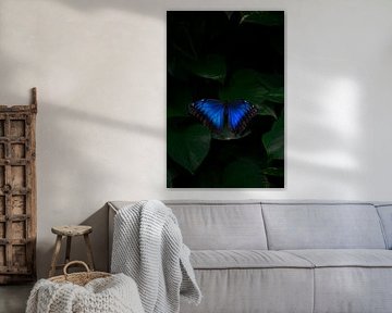 Fragile Beauty: Blue Butterfly on green leaf. by angelo adriaenssens