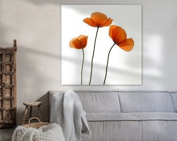 Three poppies van Herman Peters