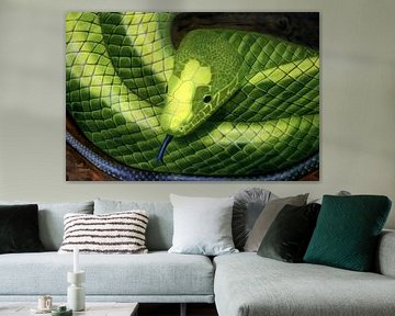 Snake with blue tongue by Chetouka