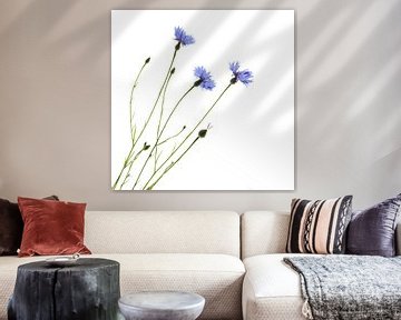 Three cornflowers van Herman Peters