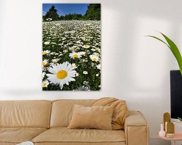 A field of wildflowers by Claude Laprise
