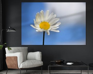 A daisy under a blue sky by Claude Laprise