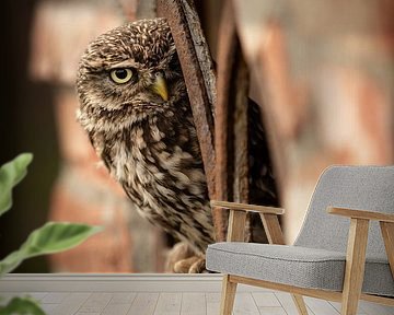 Little owl in a barn window by KB Design & Photography (Karen Brouwer)