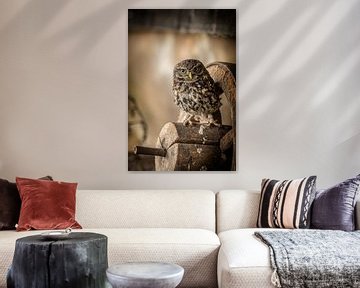 Steenuil op een oud wiel van KB Design & Photography (Karen Brouwer)