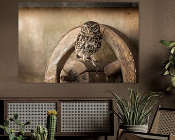 Steenuil op een oud wiel van KB Design & Photography (Karen Brouwer)