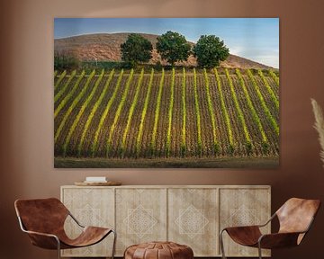 Montalcino vineyards and three tree. Tuscany region, Italy by Stefano Orazzini