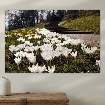 Weisse Krokus Blüten neben einem Park Weg