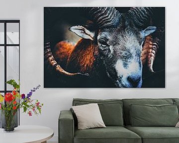 Mouflon op de voorgrond tegen een donkere achtergrond van Fabio Di Giuseppe