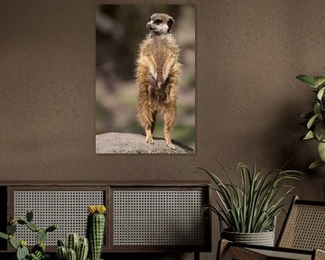 Meerkat by Ab Wubben