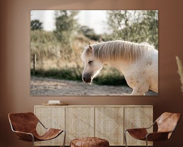 Paard Sereniteit in het Zonneveld Rustige Paardenstudie