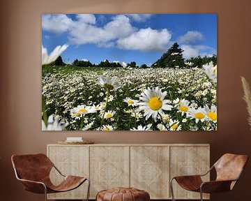 A field of wildflowers by Claude Laprise