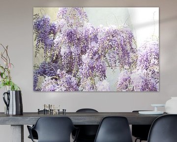 wisteria