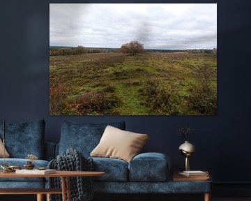 Arbre sur la Veluwe